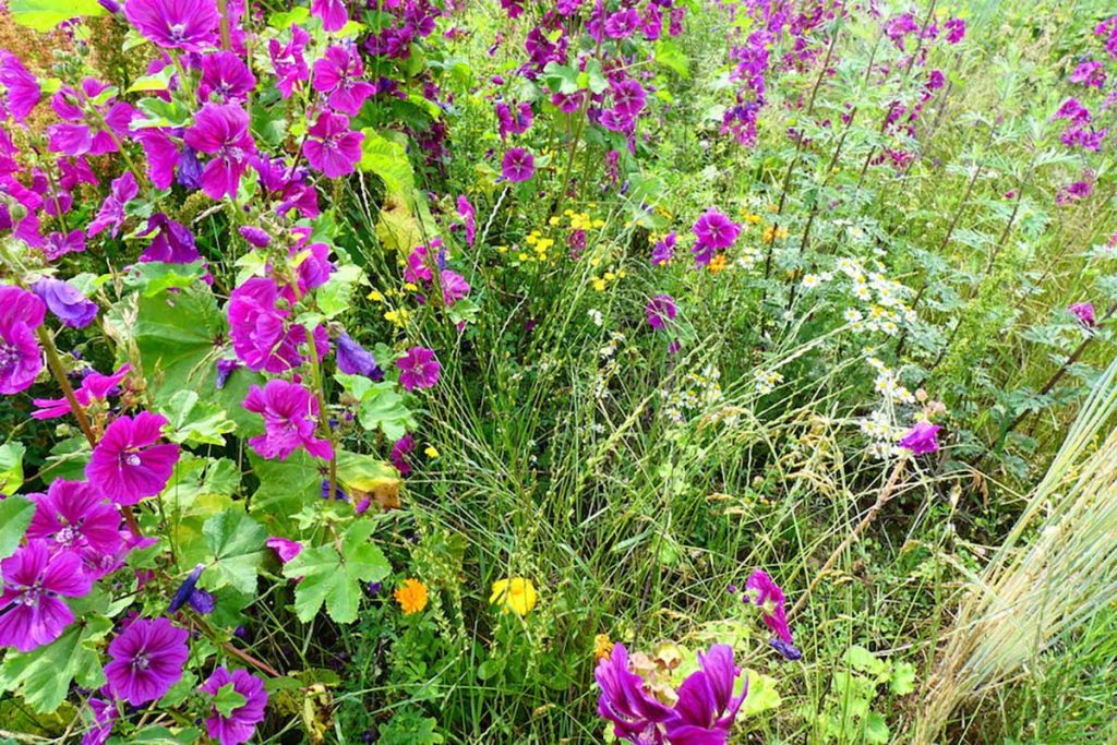 0101 Blumen